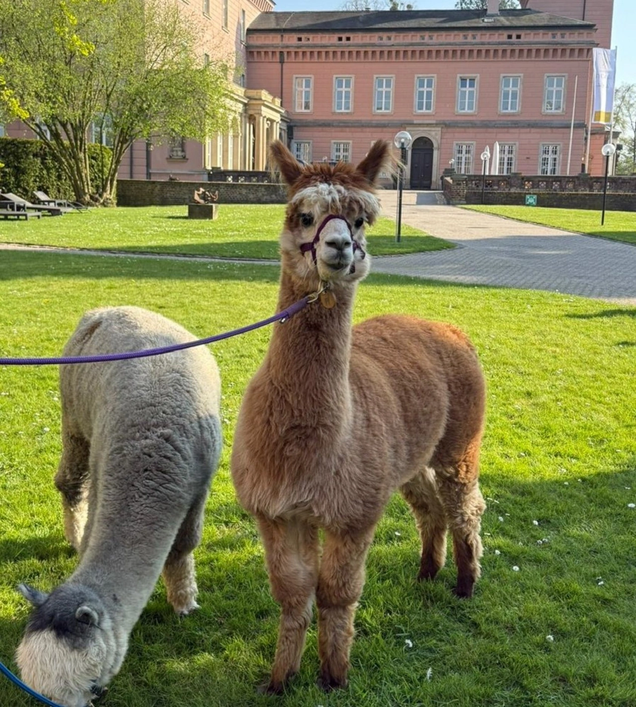 Zwei alpakas im gras