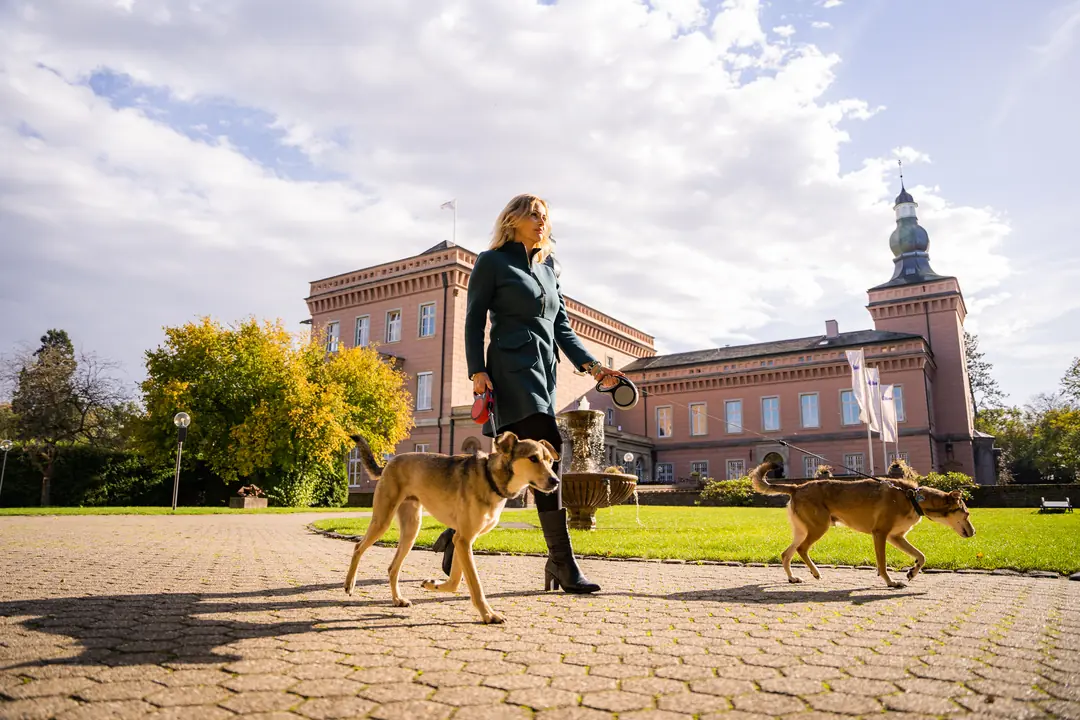 frau hunde spaziergang schloss herbst park
