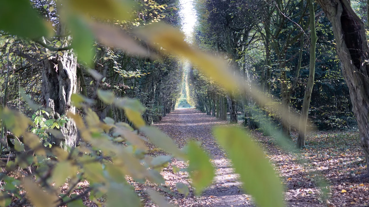 herbstlicher waldweg baumallee laub natur