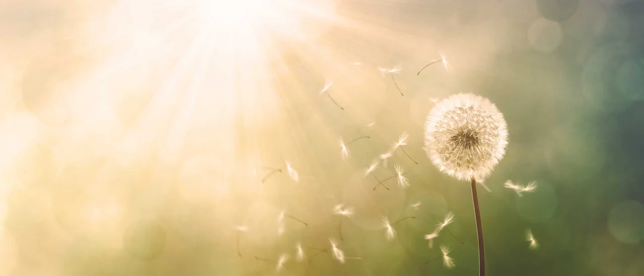 loewenzahn-mit-sonnenstrahlen