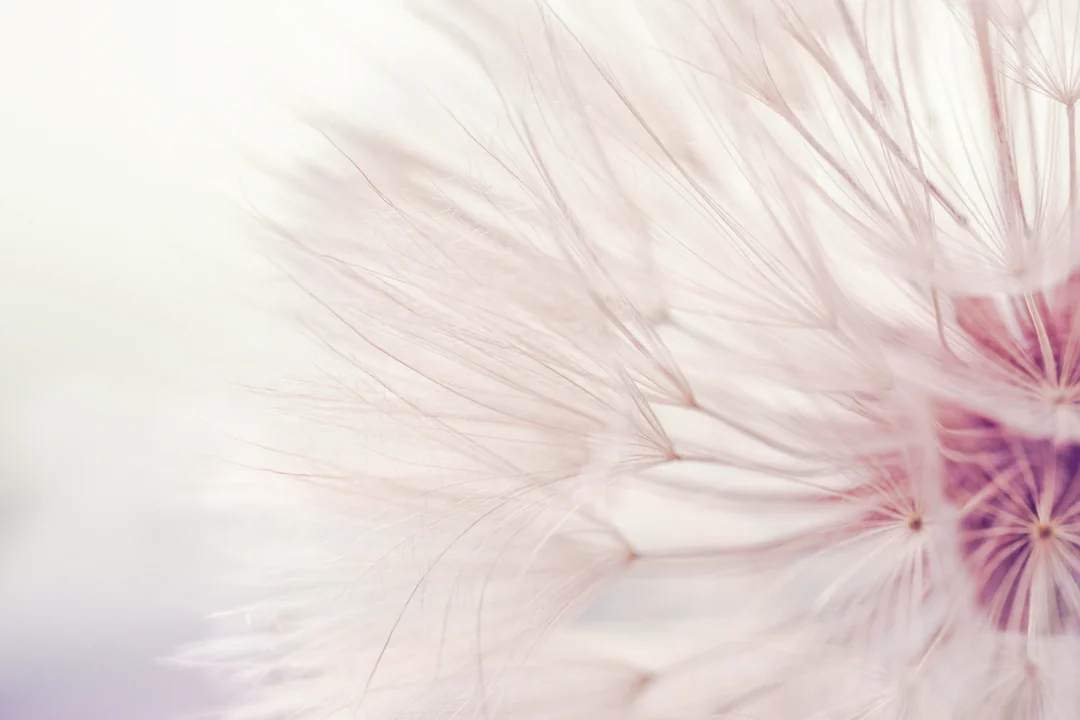 pusteblume von nah highres