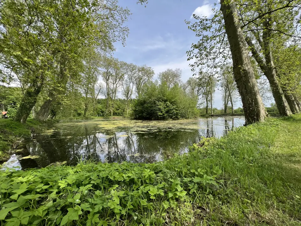 teich-baeume-gruene-wiese-natur-fruehling