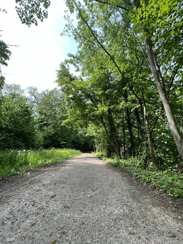 umgestuerzte-baeume-waldweg-sturm-natur