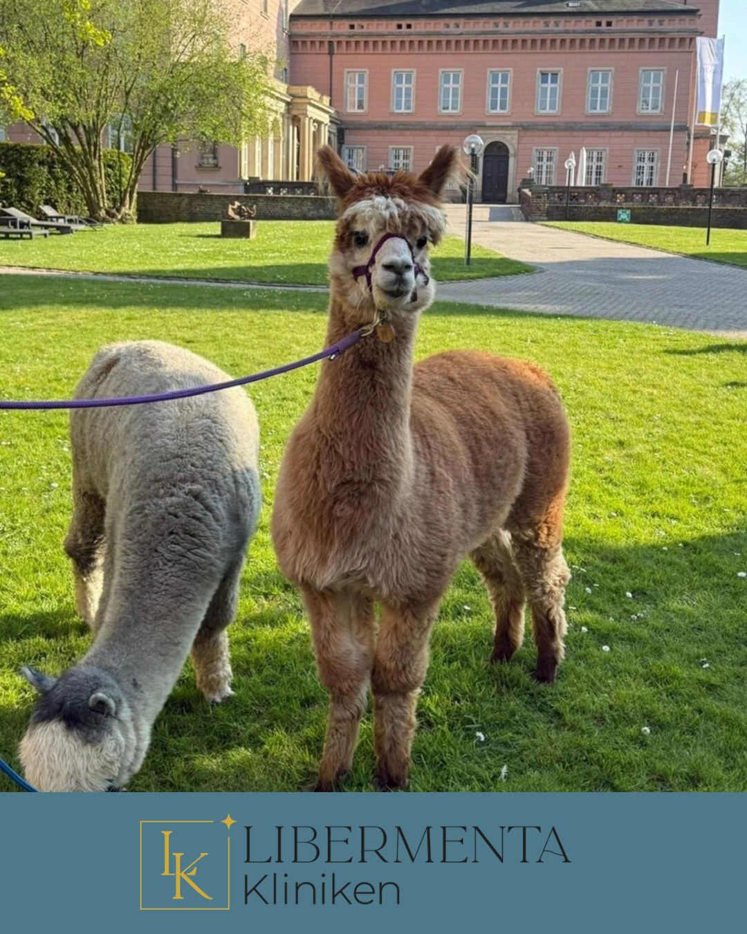 Manchmal entsteht Verbindung dort, wo Worte nicht weiterhelfen. 🦙
Auf Schloss G